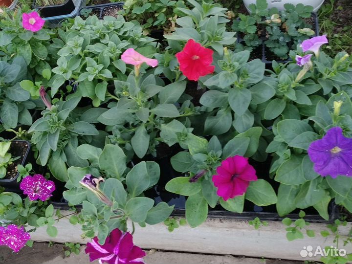 Рассада петунии