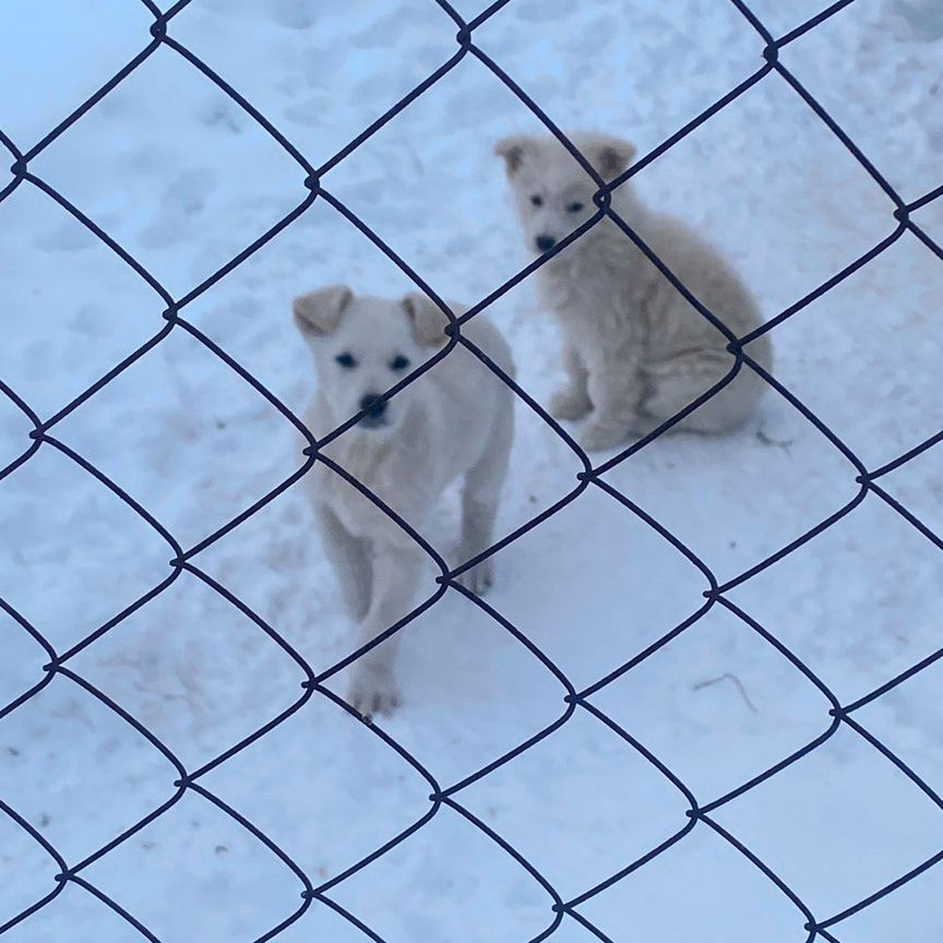 Щенки немецкой овчарки. 2 месяца