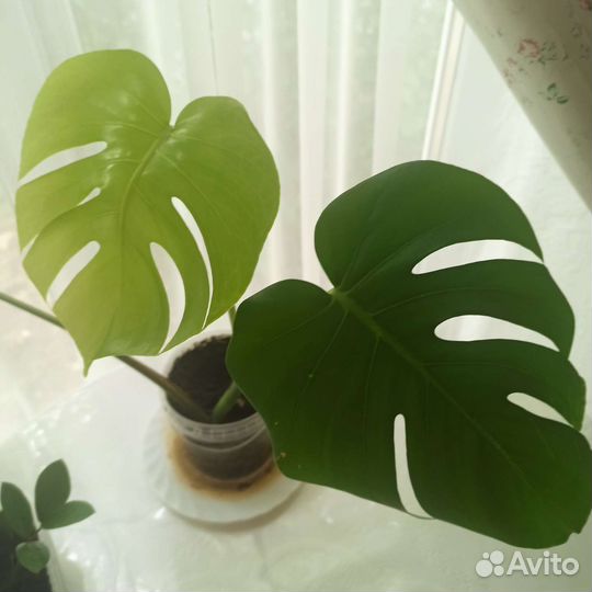 Монстера,фикус, олеандр