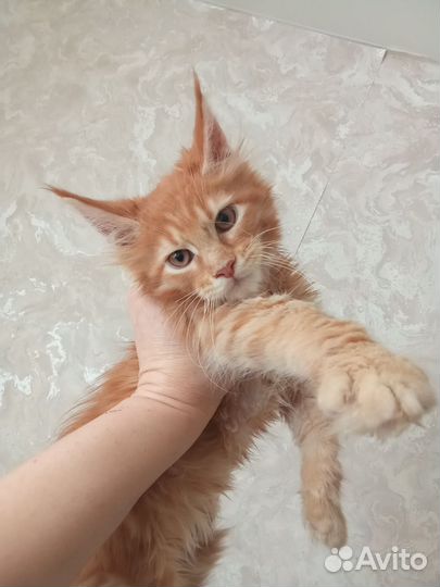 Котята мейн-кун