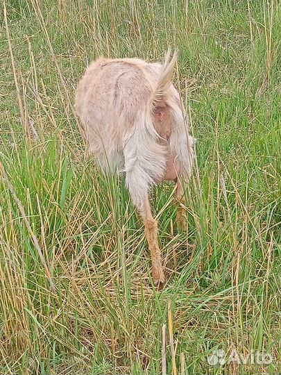 Козы козлята