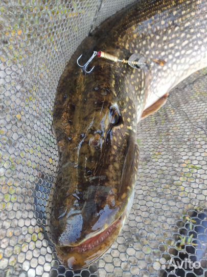 Рыбаловный тур по таёжной реке Демьянка