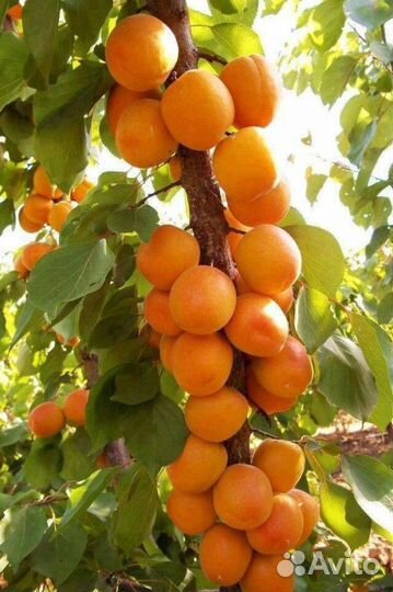 Колоновидный Абрикос Принц Март Голд и Другие