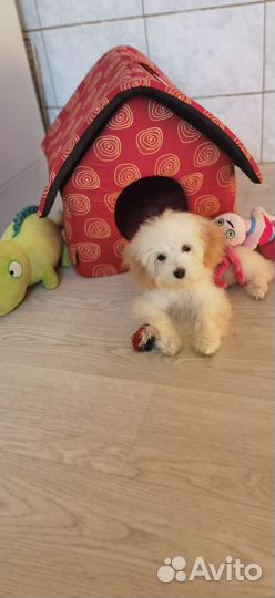 Красно-коричневые куклы Мальтипу