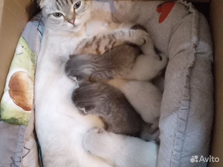 Котята в добрые руки