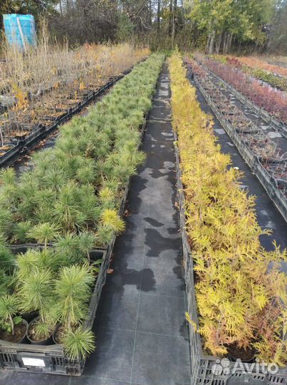 Саженцы на Лесовосстановление