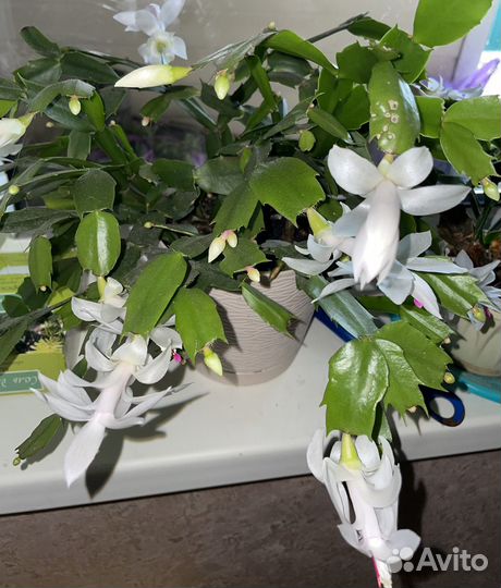 Декабрист шлюмбергера