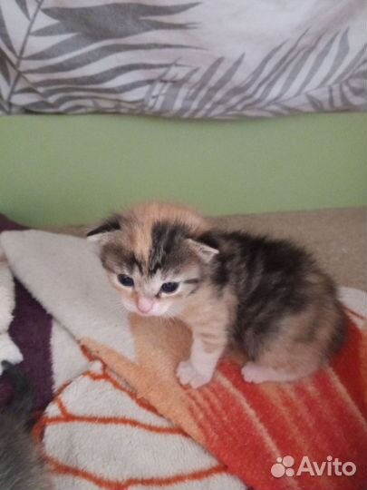 Кошечка и котята