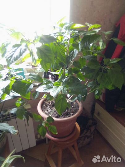 Цветы комнатные