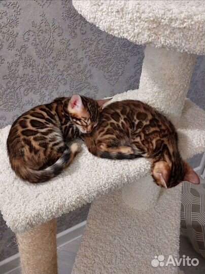 Бенгальские котята