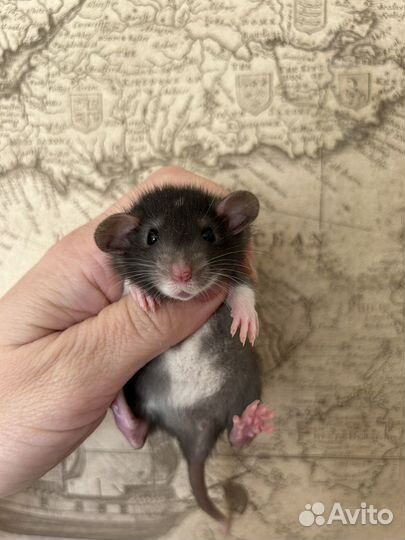 Крысята Дамбо малыши