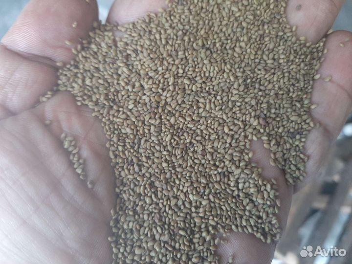 Семена люцерна