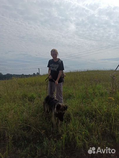 Выгул собак, догситтер, няня для кошек и собак