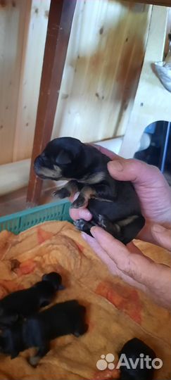 Щенки ягдтерьера