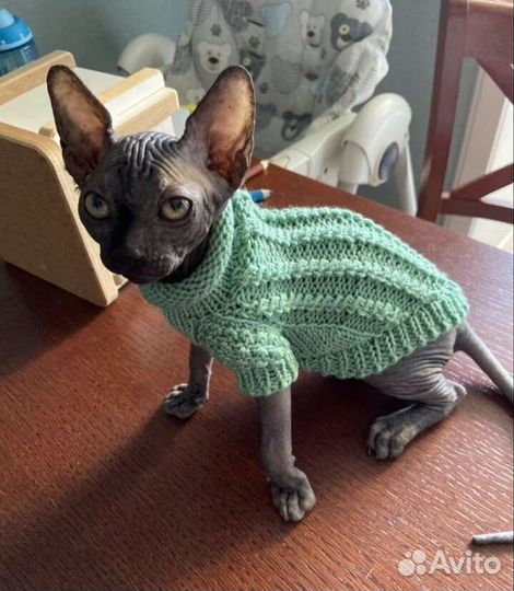 Одежда для кошек и собак