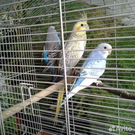 Птенцы нимфа- корелла и волнистые попугаи