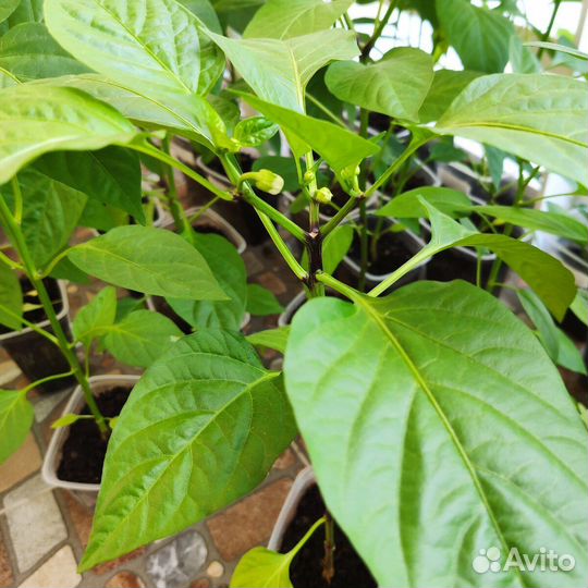 Рассада перец сладкий, рассада баклажан