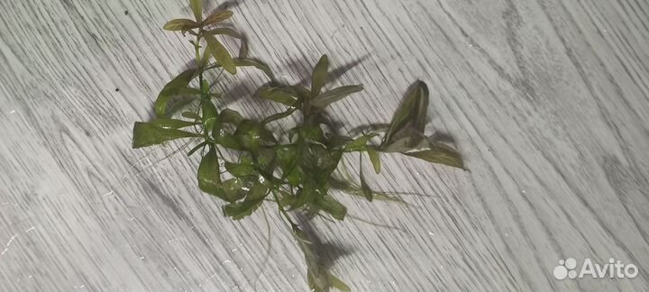 Растения для аквариума