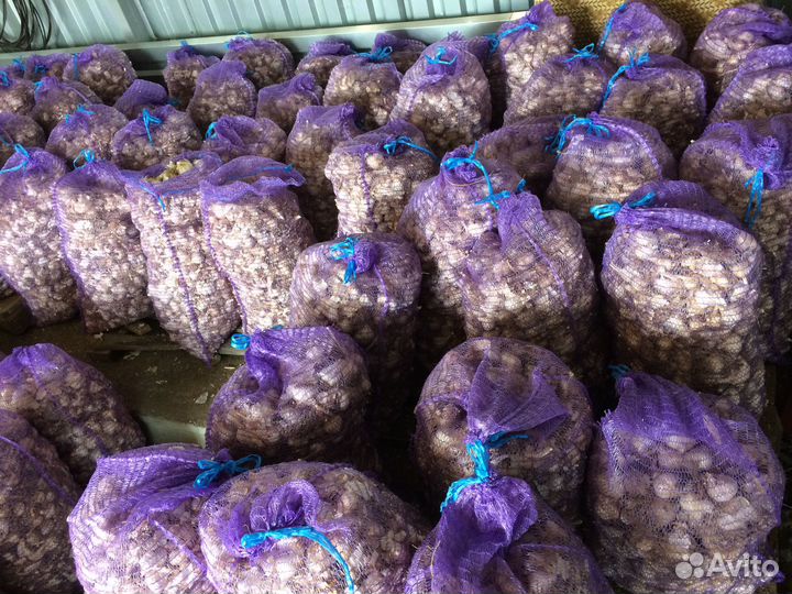 Чеснок на посадку