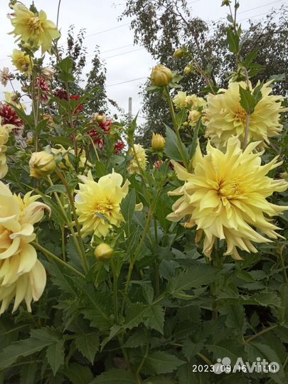 Георгины клубни