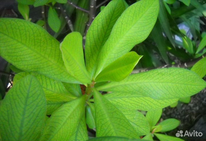 Синадениум, Маммиллярия