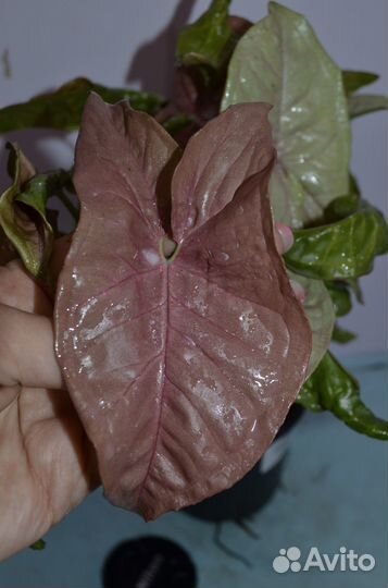 Сингониум неон