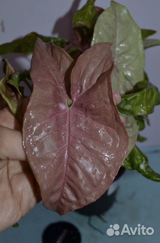 Сингониум неон