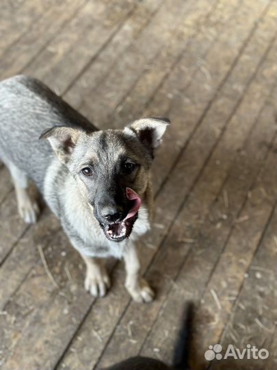 Собака в добрые руки