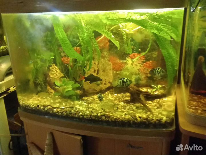 Аквариум