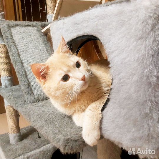 Солнечный котя Персик в поисках дома