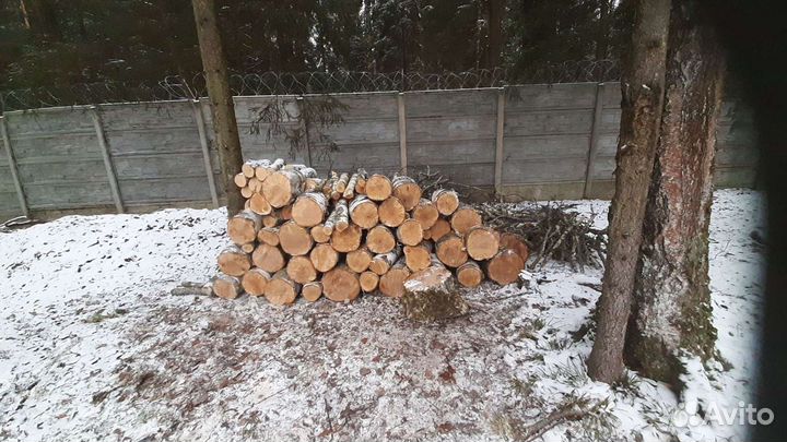 Спил деревьев