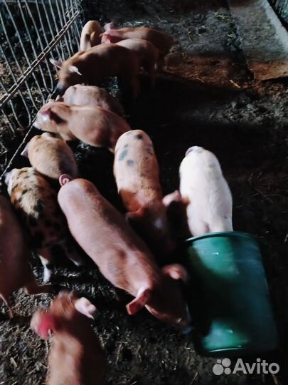 Поросята породы дюрок,очень хорошие