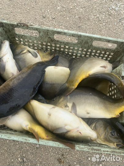 Рыба карп, амур, толстолобик