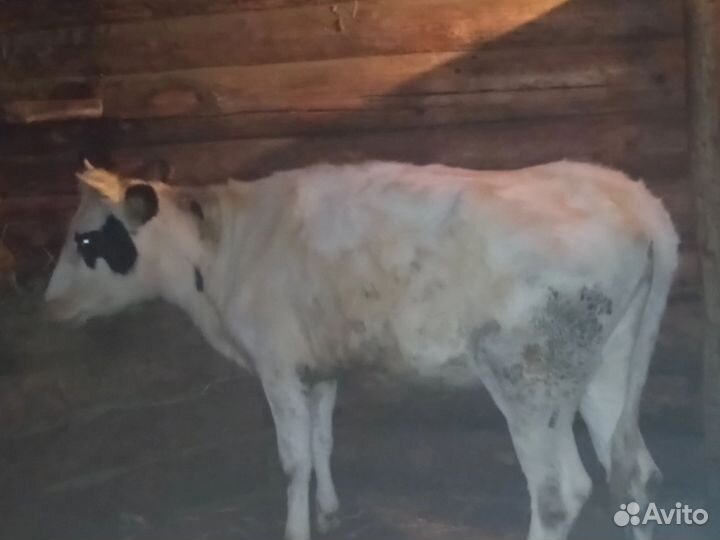 Телка на мясо