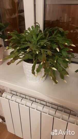 Декабрист шлюмбергера белый, оранжевый, цвет фукси