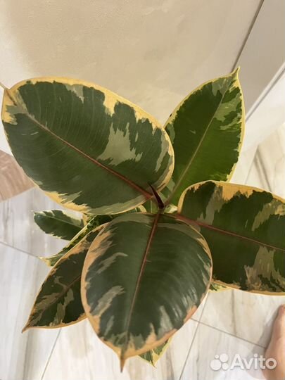 Фикус каучуконосный