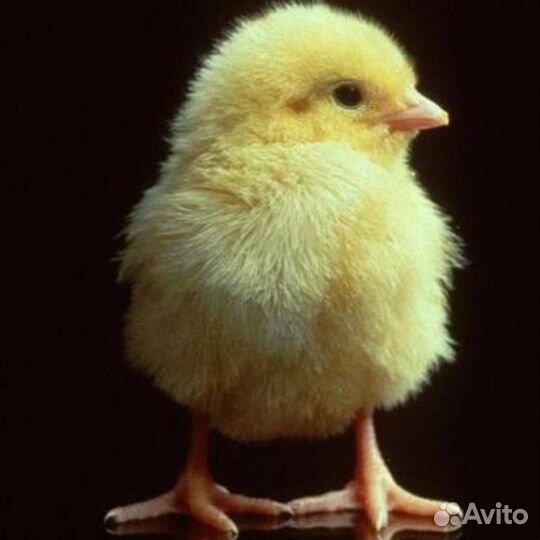 Цыплята Бройлеры на 21.06 Импорт
