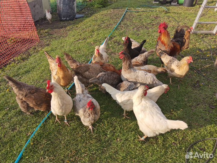 Цыплята несушки