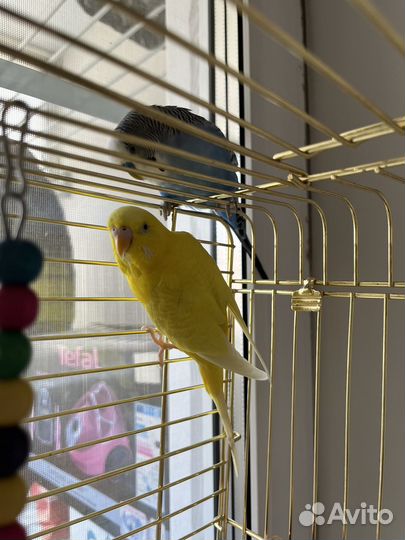 Волнистые попугаи с клеткой
