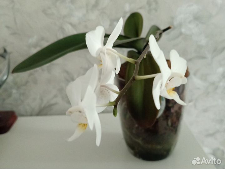 Орхидея фаленопсис