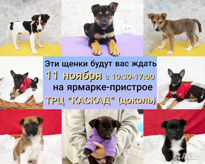 Щенята в добрые руки