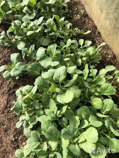 Капуста рассада