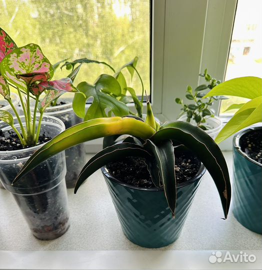 Сансевьерия звездная канарейка (star canary)