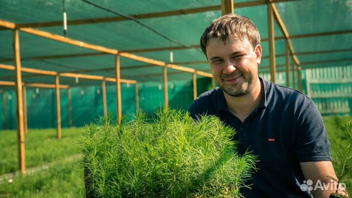 Сеянцы кедра Сибирского