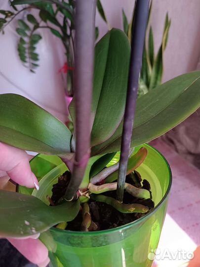 Орхидея фаленопсис биг лип