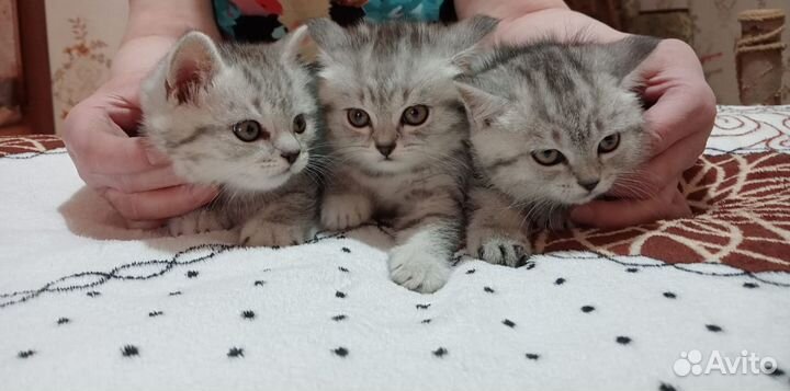 Шотландские котята