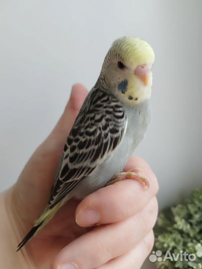 Волнистые попугаи, ручные птенцы