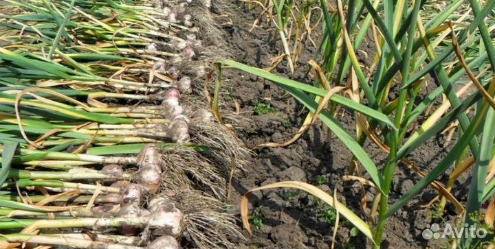 Продам домашний чеснок