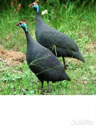 Цесарки 2 шт