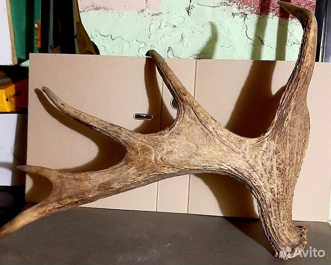 Рога оленя и лося